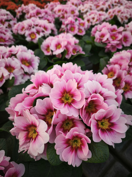 Zdjęcie na okładce dla Ogrodnictwo Łukiewicz Grębocin - Toruń